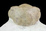 Illaenus Sinuatus trilobite - Russia #74039-1